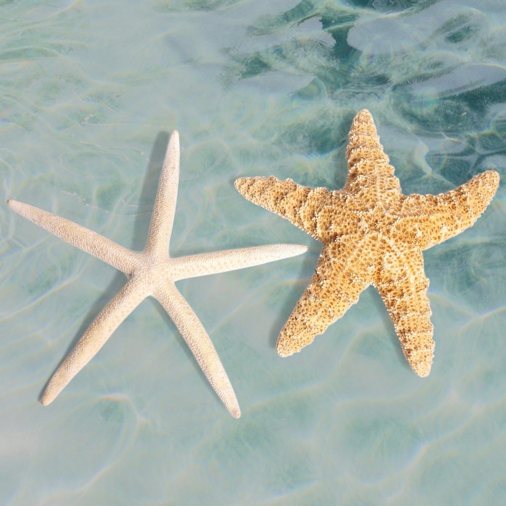 2x Large Real Dried Starfish Sea Stars - 7 " Wedding  Crafts Decor Ocean
